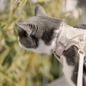 LucyBalu Geschirr Katze Sand Beige