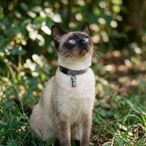 WILLY kattenhalsband met naamkapsel