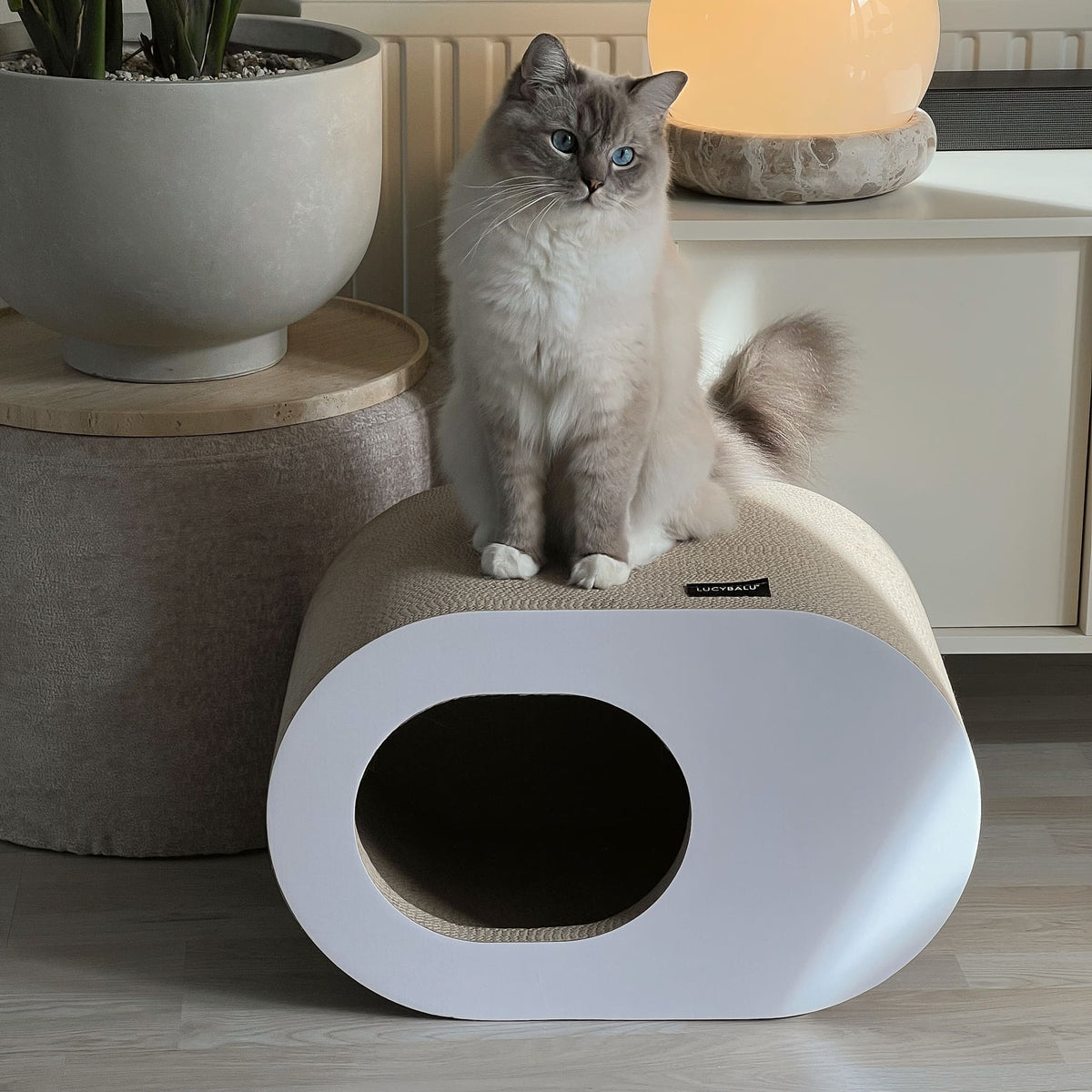 PAPERCAVE kattengrot