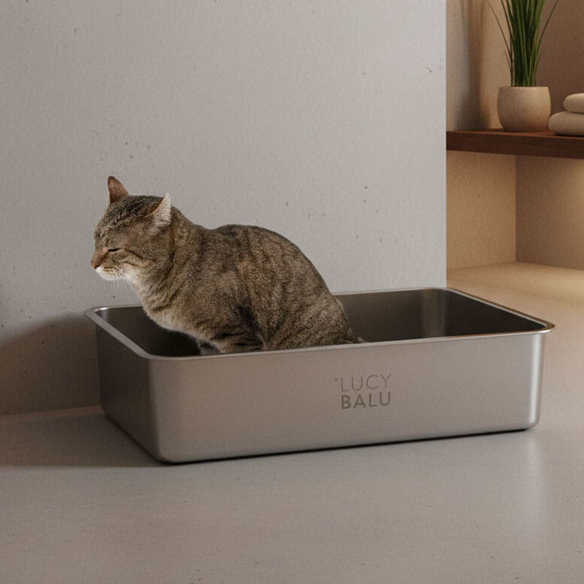 Getigerte Katze sitzt konzentriert in silberfarbener Katzentoilette von LUCY BALU – dezentes Interieur mit Spa-Atmosphäre