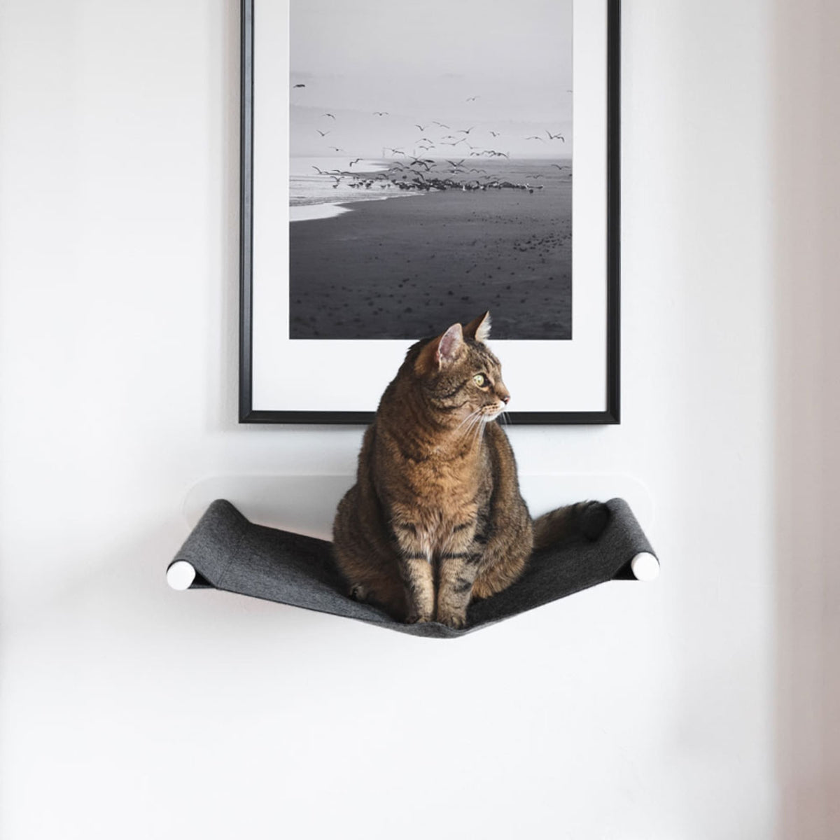Getigerte Katze sitzt aufmerksam auf einer Hängematte unter einem großen Schwarz-Weiß-Foto von Vögeln am Strand.