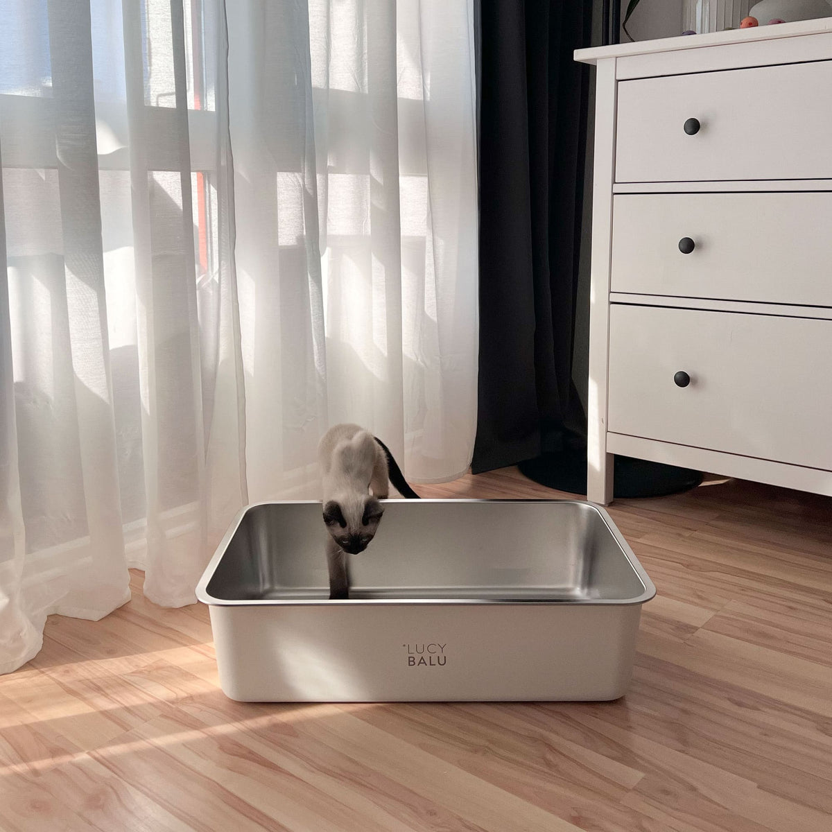 Junges Siam-Kätzchen steigt in eine weiße Katzentoilette aus Edelstahl – weiches Tageslicht fällt durch halbtransparente Vorhänge auf hellen Boden