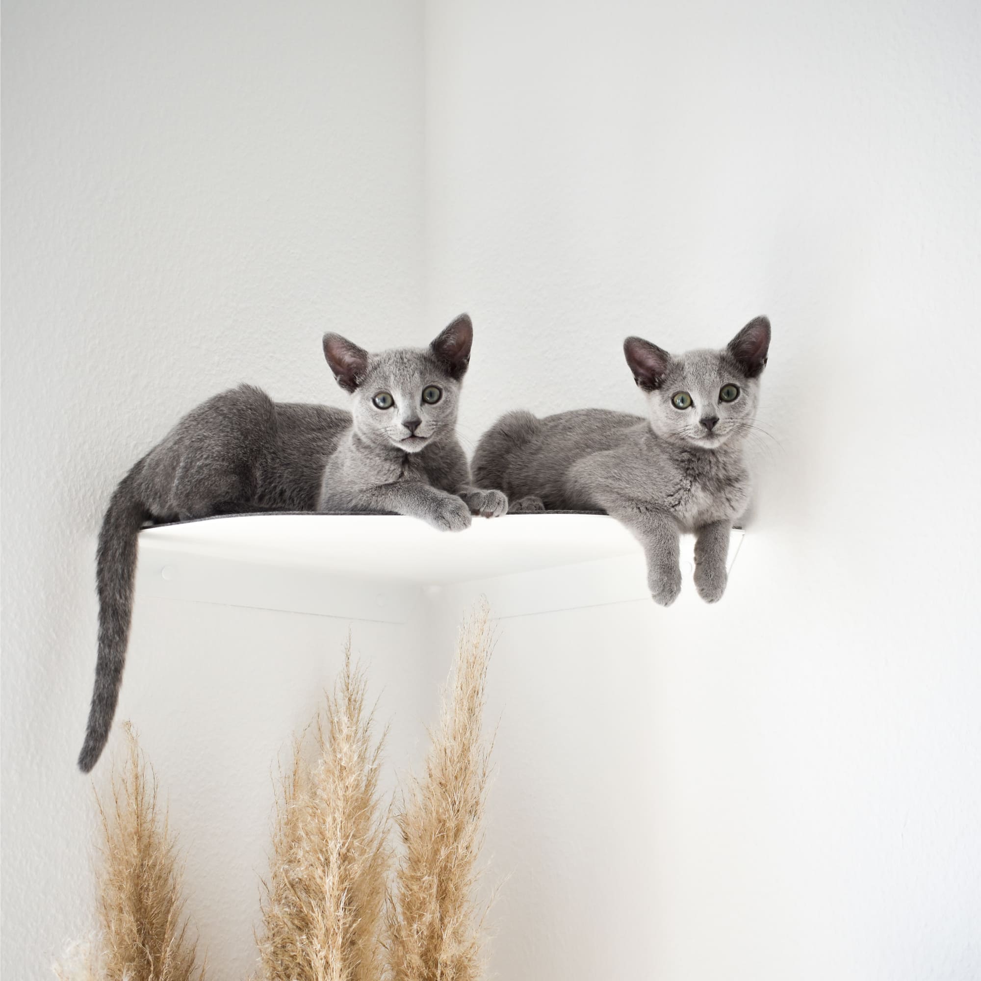 CORNER Kattenligstoel & Klimtrap voor de hoek