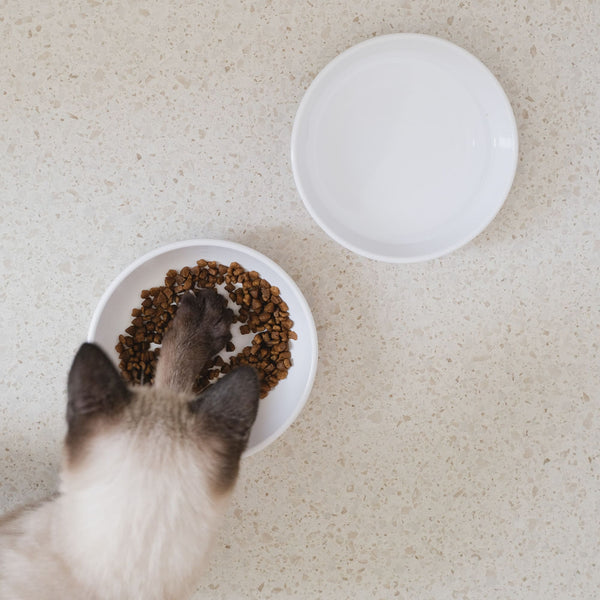 Un chat mangeant des croquettes dans une gamelle BOWL en mélamine, avec une gamelle d'eau vide à côté
