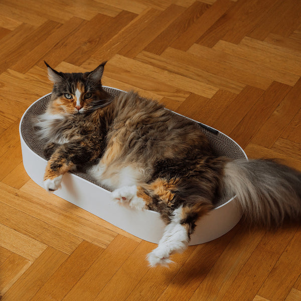 SCRATCHBED Kratzbett für Katzen in Weiß, getigerte Maine-Coon-Katze liegt entspannt darin auf Fischgrät-Parkett