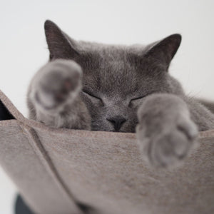 Graue Katze schläft tiefenentspannt in einer Filz-Hängematte und streckt die Vorderpfoten in Richtung Kamera.