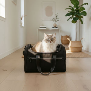 katze in anthraziter tasche