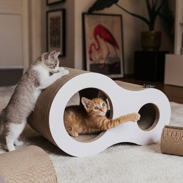 Zwei Kitten spielen an der weißen PLAYGROUND Kratzhöhle mit Kratzelementen aus Wellpappe