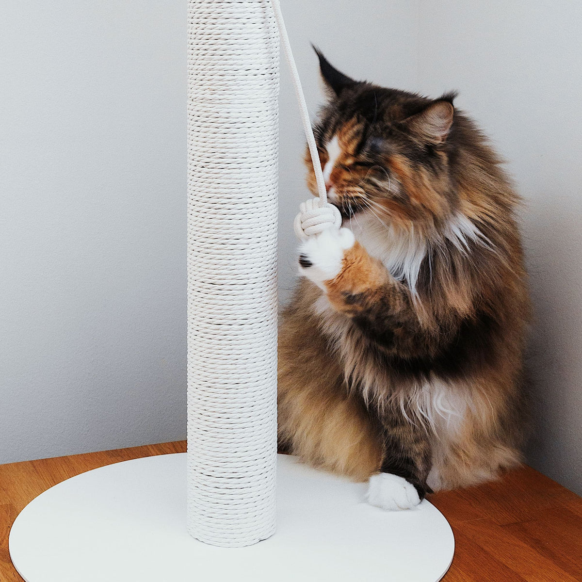 detail spielball katzen kratz stamm kratzsaeule