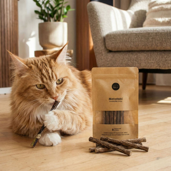 MATATABI STICKS cura dentale naturale per gatti, gatto Maine Coon che mastica con gusto uno stick accanto alla confezione