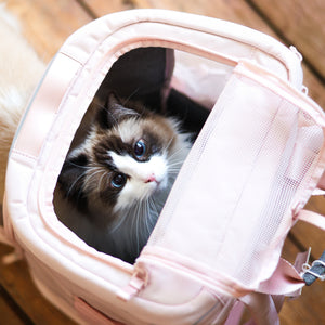 Ragdoll Katze schaut von oben aus rosa HOP-ON Katzenrucksack Hello Kitty Edition auf Holzboden