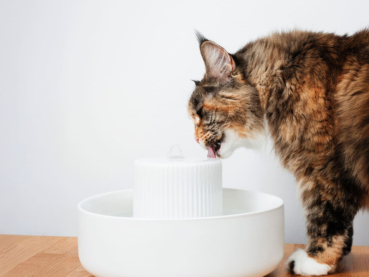 TREVI cat water fountain