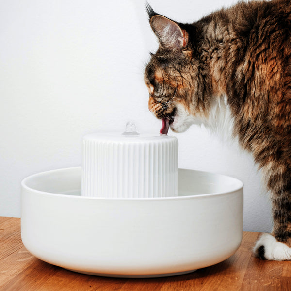 TREVI fontaine à eau en céramique pour chats en blanc